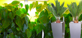 Grün der Pflanzen ist besonders in Büros angesagt