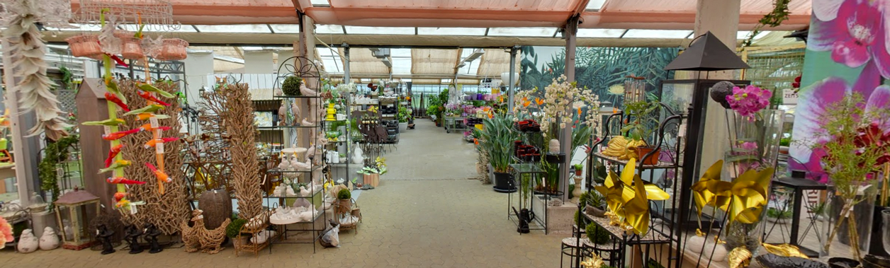 Eine große Auswahl an Pflanzen für Raumbegrünung in Berlin 