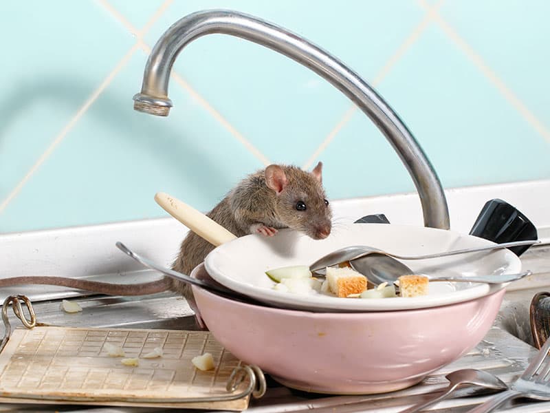 Ratte in einer Küche in Potsdam