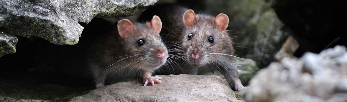 Ratten bekämpfen in Potsdam