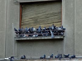 Tauben am Fenster eines Altbaus in Berlin